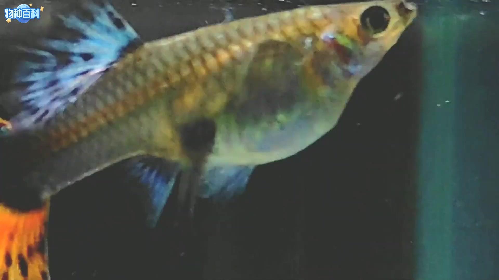 鳳尾魚俗稱什么魚，鳳尾魚俗稱及相關特點