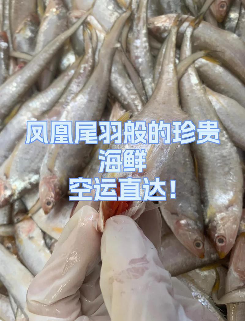 鳳尾魚俗稱什么魚，鳳尾魚俗稱及相關特點