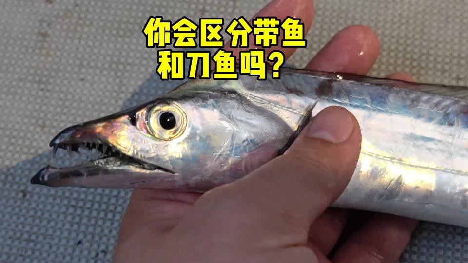 刀魚俗稱叫什么魚，“長江三鮮”之首刀魚