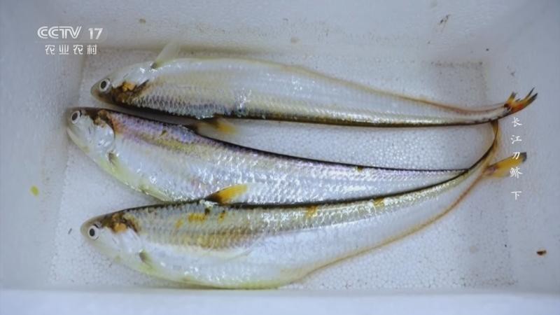 刀魚俗稱叫什么魚，“長江三鮮”之首刀魚