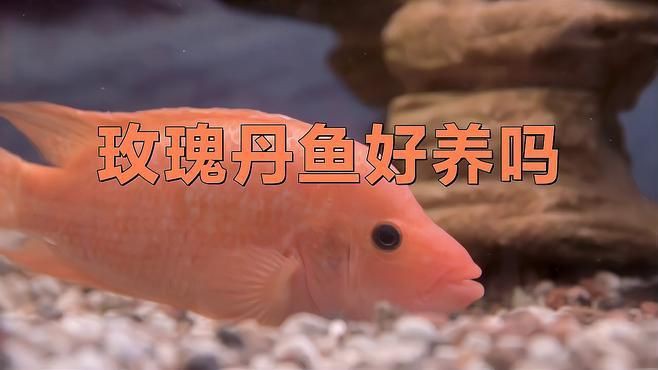 玫瑰丹魚最好養(yǎng)三個(gè)品種，《玫瑰丹魚最好養(yǎng)三個(gè)品種》
