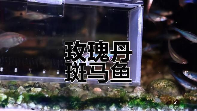 玫瑰丹魚最好養三個品種，《玫瑰丹魚最好養三個品種》