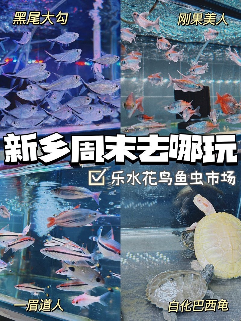 新鄉水族店，新鄉市多家特色水族店 新鄉水族店，新鄉市多家特色水族店 全國水族館企業名錄 第4張