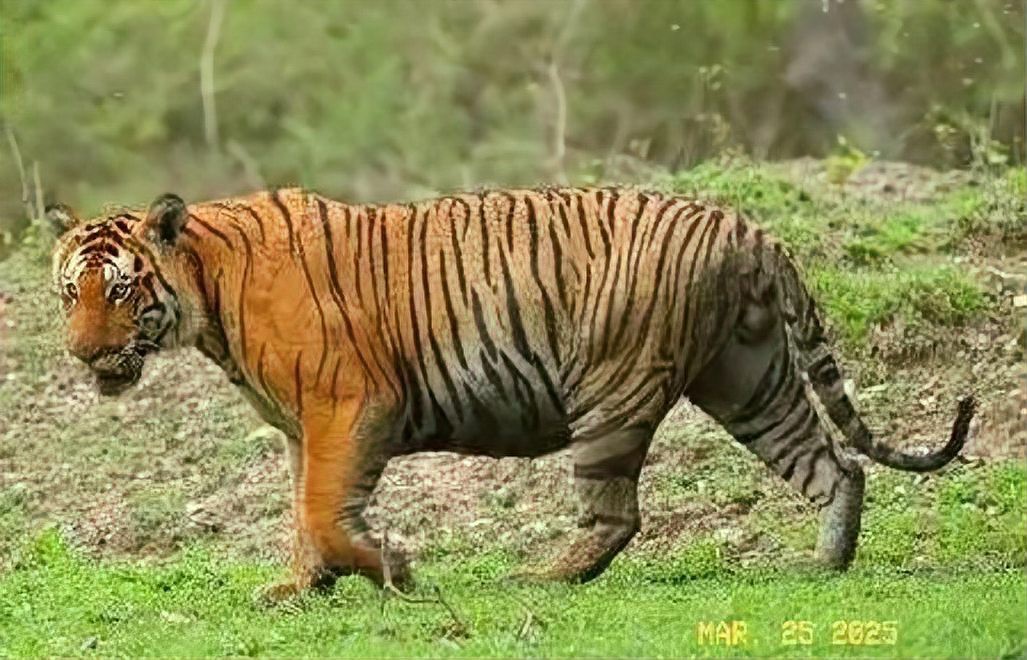 全世界老虎最多的國家，印度的老虎保護(hù)區(qū)