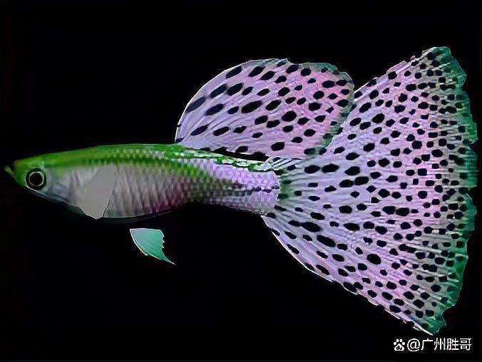 孔雀魚好養嗎適合新手嗎，《孔雀魚好養嗎適合新手嗎》