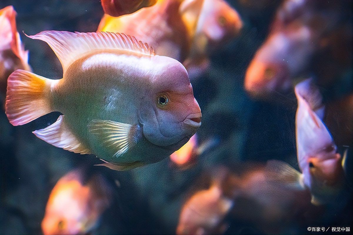 孔雀魚好養嗎適合新手嗎，《孔雀魚好養嗎適合新手嗎》