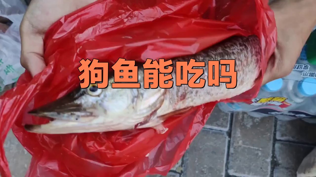 什么人不適合吃狗魚，狗魚最忌三種人吃急診科熊振輝具有較高的食用價值和經濟價值