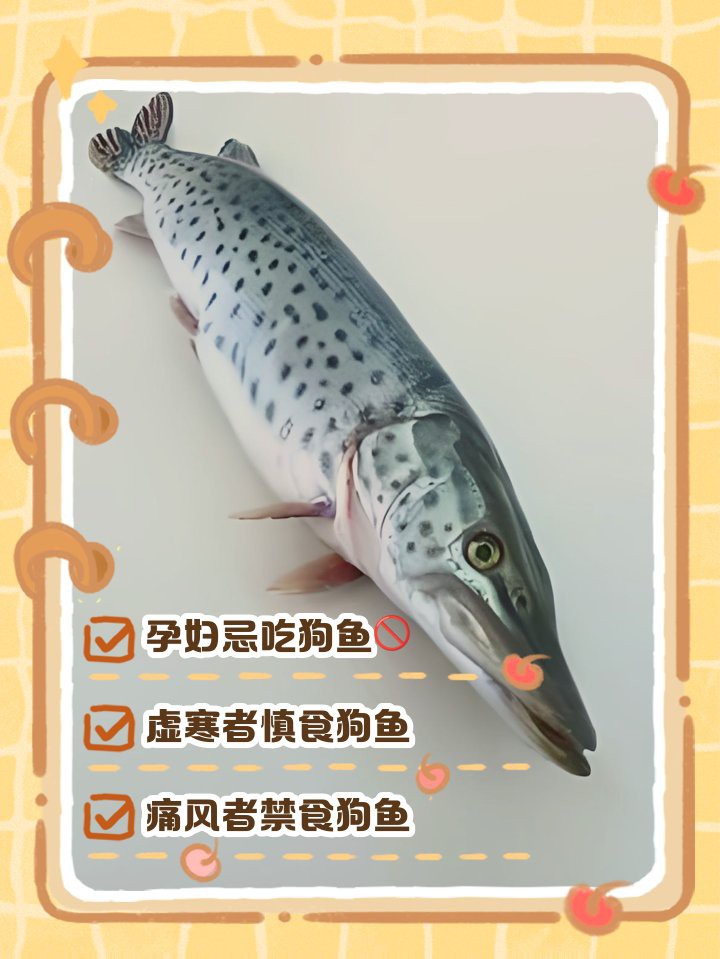 什么人不適合吃狗魚，狗魚最忌三種人吃急診科熊振輝具有較高的食用價值和經濟價值