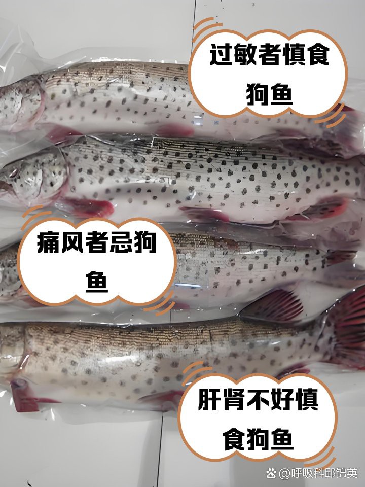什么人不適合吃狗魚，狗魚最忌三種人吃急診科熊振輝具有較高的食用價值和經濟價值