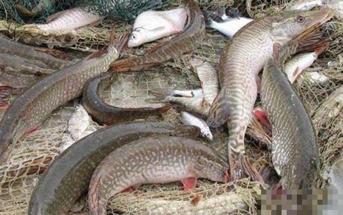 什么人不適合吃狗魚，狗魚最忌三種人吃急診科熊振輝具有較高的食用價值和經濟價值