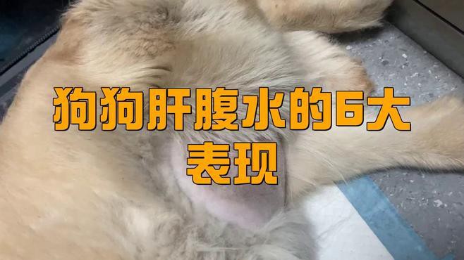 如何判斷雷龍腹水是否嚴(yán)重？，如何判斷雷龍魚(yú)腹水嚴(yán)不嚴(yán)重