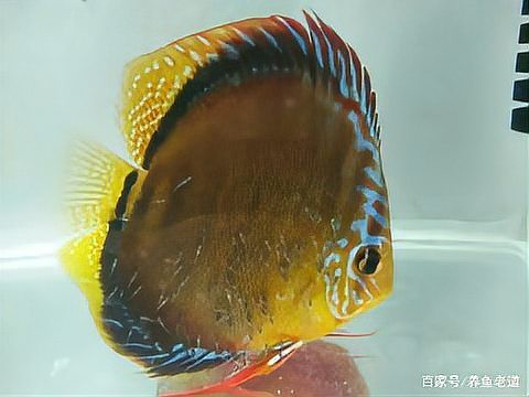 七彩龍魚和銀龍魚能混養嗎？，“七彩龍魚和銀龍魚能否混養”展開探討，新手不推薦嘗試