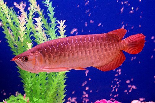 紅金龍魚飼養技巧，怎么飼養紅金龍魚