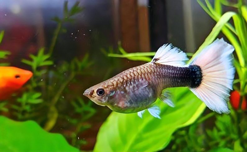 養孔雀魚不死的小竅門，優質飼料如何養護