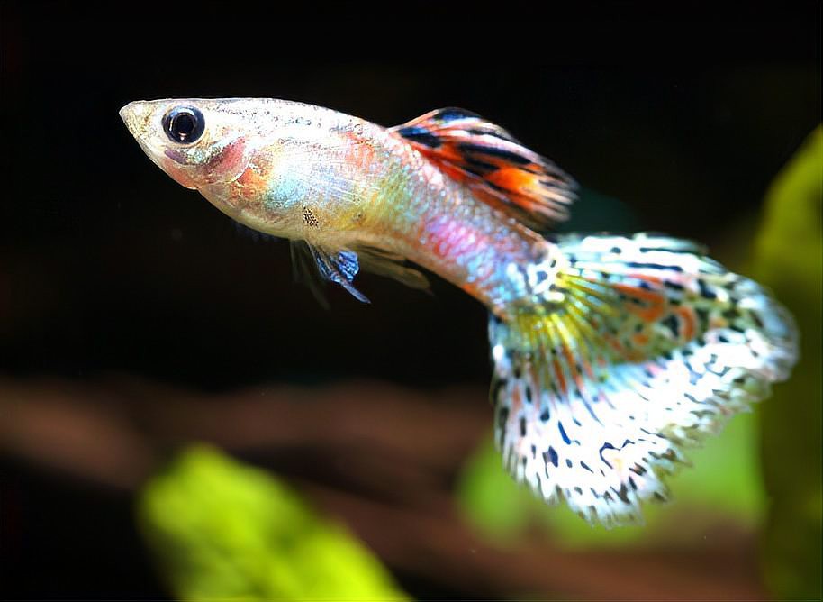 養孔雀魚不死的小竅門，優質飼料如何養護