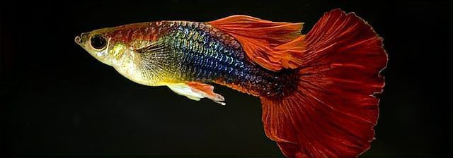 養孔雀魚不死的小竅門，優質飼料如何養護