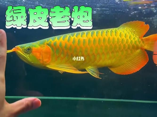 綠皮龍魚(yú)圖片大全，《綠皮龍魚(yú)圖片大全》 綠皮龍魚(yú)圖片大全，《綠皮龍魚(yú)圖片大全》 龍魚(yú)百科 第17張