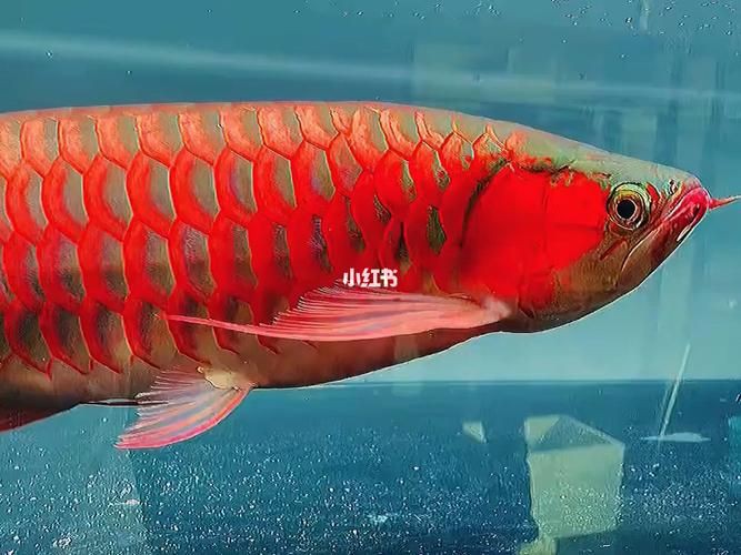 綠皮龍魚(yú)圖片大全，《綠皮龍魚(yú)圖片大全》 綠皮龍魚(yú)圖片大全，《綠皮龍魚(yú)圖片大全》 龍魚(yú)百科 第14張