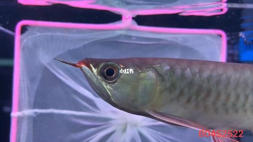 綠皮龍魚(yú)圖片大全，《綠皮龍魚(yú)圖片大全》 綠皮龍魚(yú)圖片大全，《綠皮龍魚(yú)圖片大全》 龍魚(yú)百科 第11張