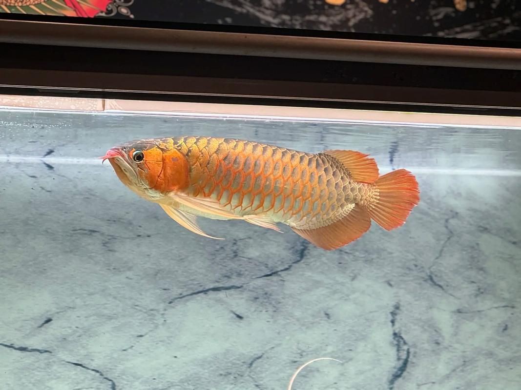 綠皮龍魚(yú)圖片大全，《綠皮龍魚(yú)圖片大全》 綠皮龍魚(yú)圖片大全，《綠皮龍魚(yú)圖片大全》 龍魚(yú)百科 第18張