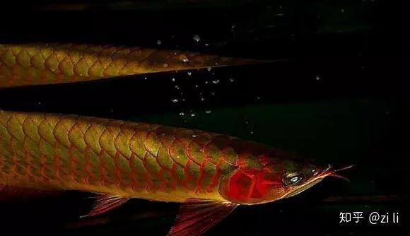 綠皮龍魚(yú)圖片大全，《綠皮龍魚(yú)圖片大全》 綠皮龍魚(yú)圖片大全，《綠皮龍魚(yú)圖片大全》 龍魚(yú)百科 第25張