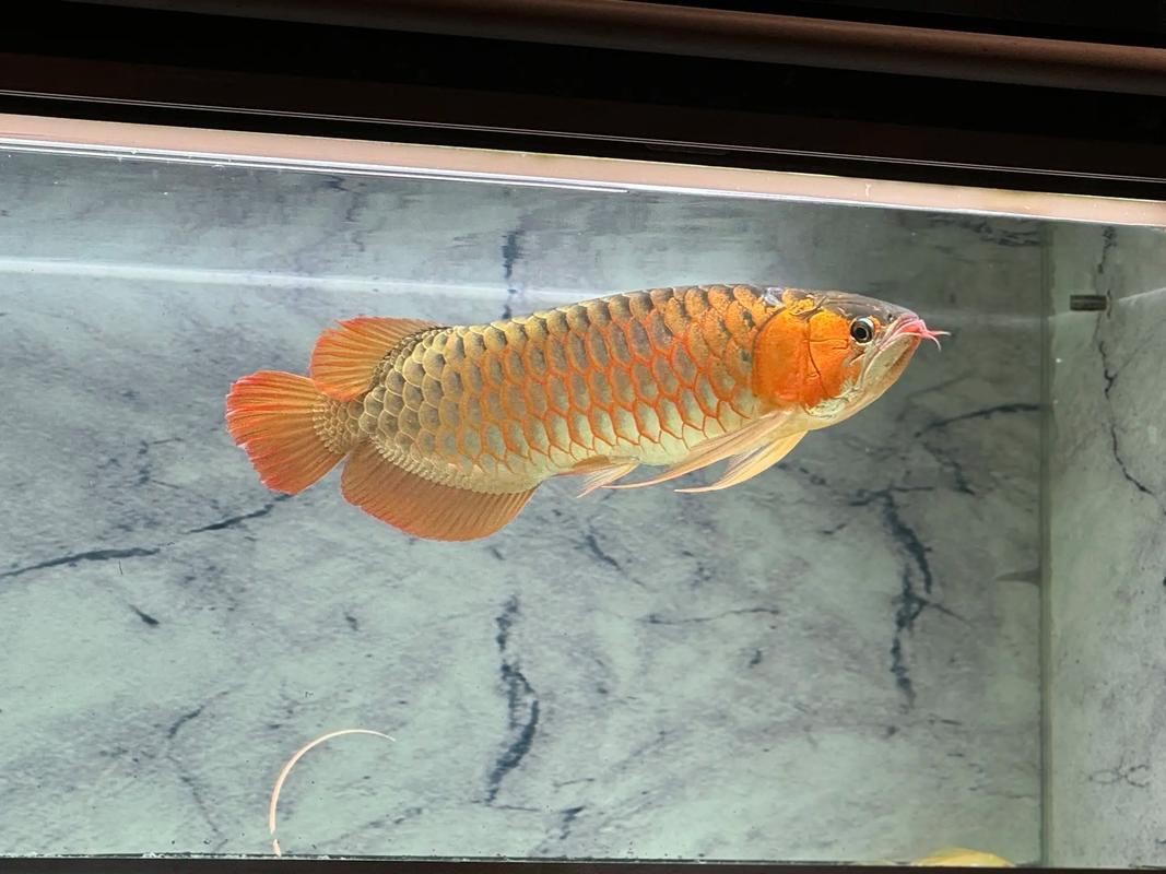 綠皮龍魚(yú)圖片大全，《綠皮龍魚(yú)圖片大全》 綠皮龍魚(yú)圖片大全，《綠皮龍魚(yú)圖片大全》 龍魚(yú)百科 第21張