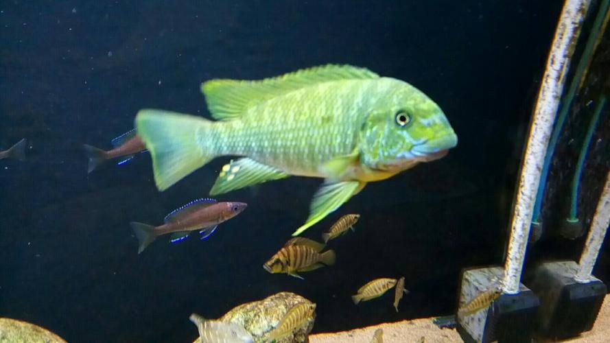 綠皮龍魚(yú)圖片大全，《綠皮龍魚(yú)圖片大全》 綠皮龍魚(yú)圖片大全，《綠皮龍魚(yú)圖片大全》 龍魚(yú)百科 第16張