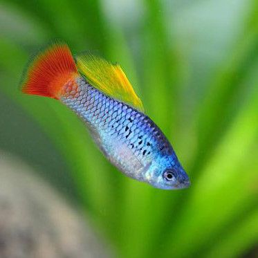 米奇魚和三色牡丹魚的區別，有一種魚比孔雀魚還好養,新手養魚就選它