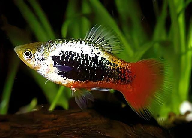 米奇魚和三色牡丹魚的區別，有一種魚比孔雀魚還好養,新手養魚就選它