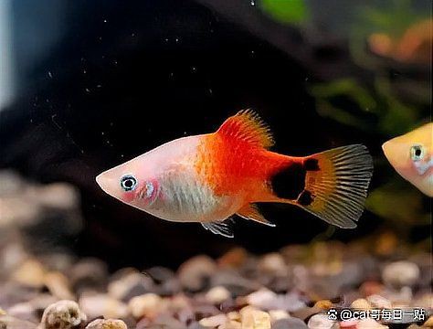米奇魚和三色牡丹魚的區別，有一種魚比孔雀魚還好養,新手養魚就選它