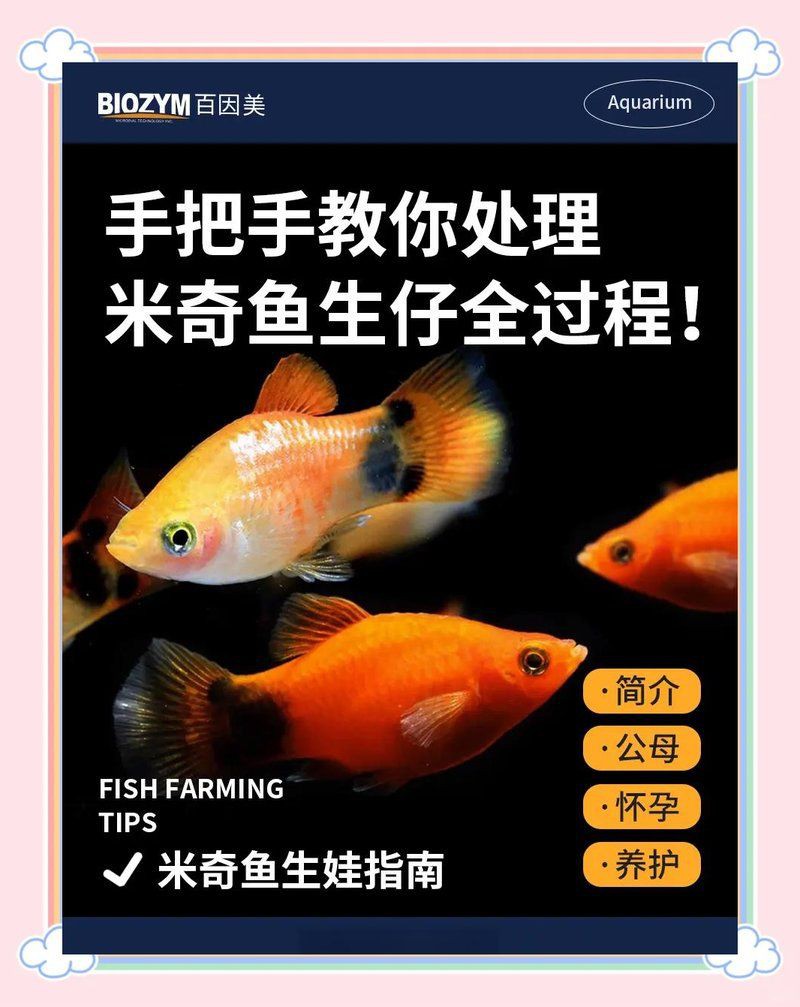 米奇魚和三色牡丹魚的區別，有一種魚比孔雀魚還好養,新手養魚就選它