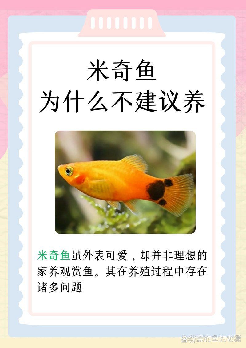 米奇魚和三色牡丹魚的區別，有一種魚比孔雀魚還好養,新手養魚就選它