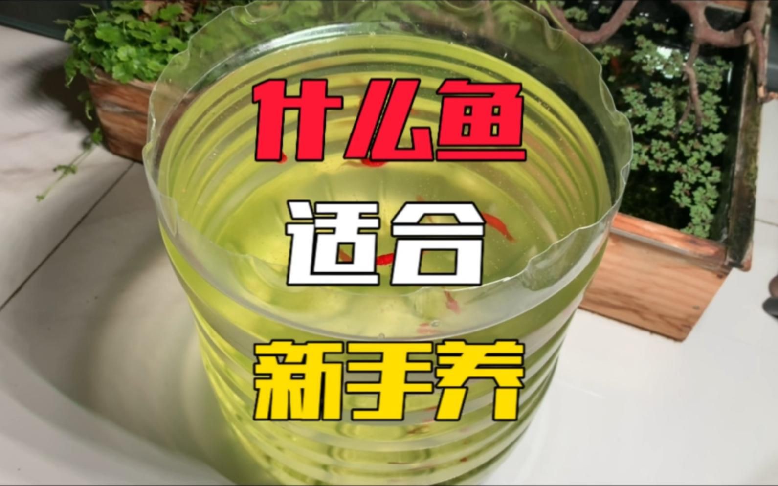 米奇魚和三色牡丹魚的區別，有一種魚比孔雀魚還好養,新手養魚就選它