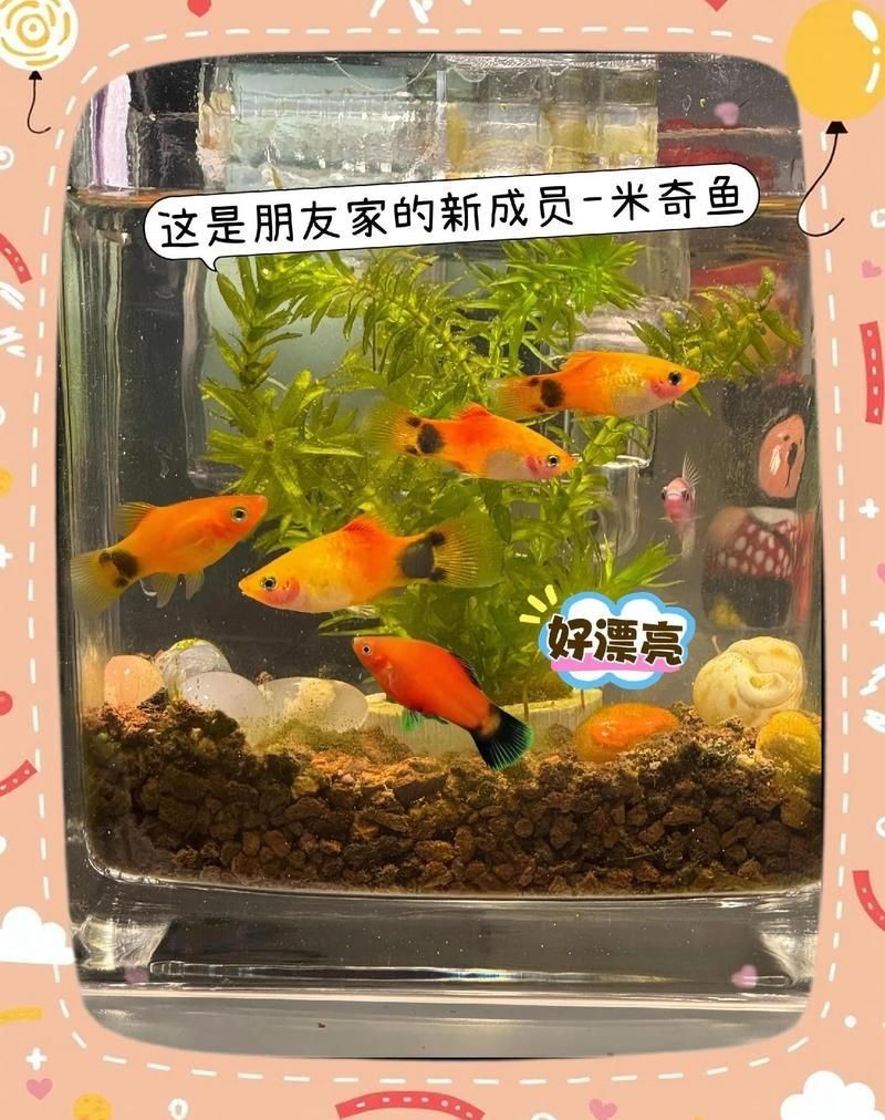 米奇魚和三色牡丹魚的區別，有一種魚比孔雀魚還好養,新手養魚就選它