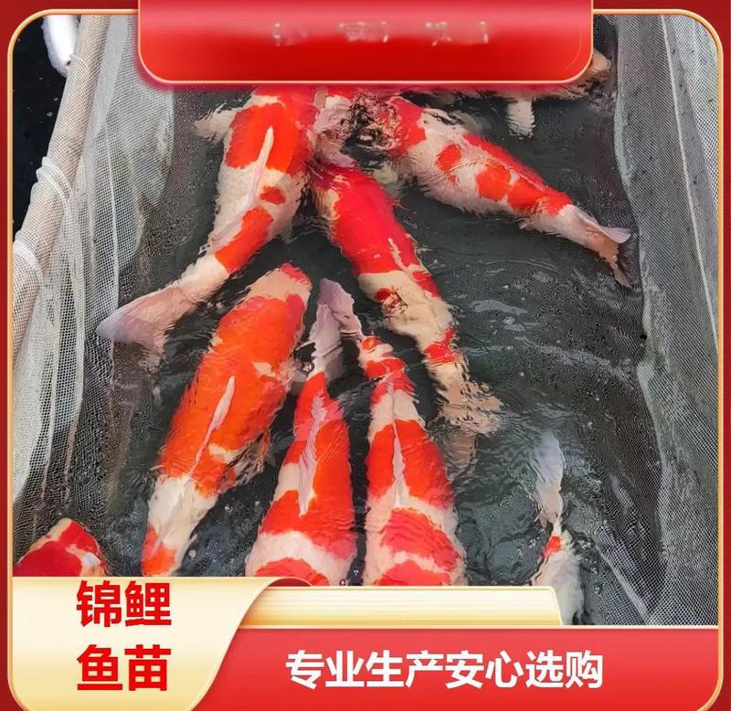 浦城水族店，浦城水族店有哪些特色產品
