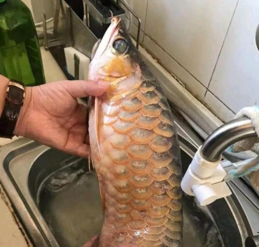 提供幾張龍魚(yú)爛鰭的圖片，龍魚(yú)爛鰭是什么原因 提供幾張龍魚(yú)爛鰭的圖片，龍魚(yú)爛鰭是什么原因 龍魚(yú)百科 第13張