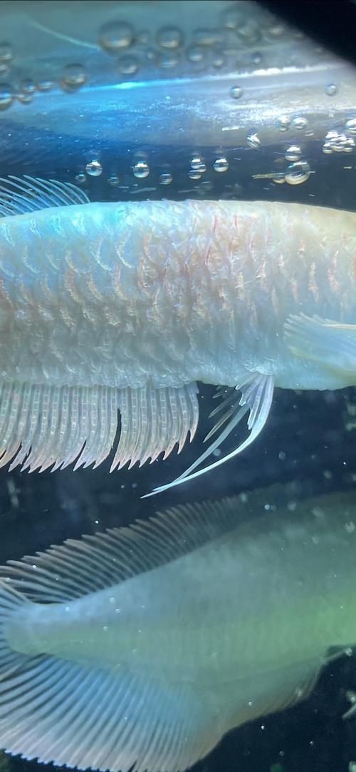 提供幾張龍魚(yú)爛鰭的圖片，龍魚(yú)爛鰭是什么原因 提供幾張龍魚(yú)爛鰭的圖片，龍魚(yú)爛鰭是什么原因 龍魚(yú)百科 第21張