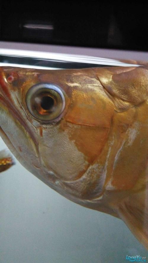 提供幾張龍魚(yú)爛鰭的圖片，龍魚(yú)爛鰭是什么原因 提供幾張龍魚(yú)爛鰭的圖片，龍魚(yú)爛鰭是什么原因 龍魚(yú)百科 第16張