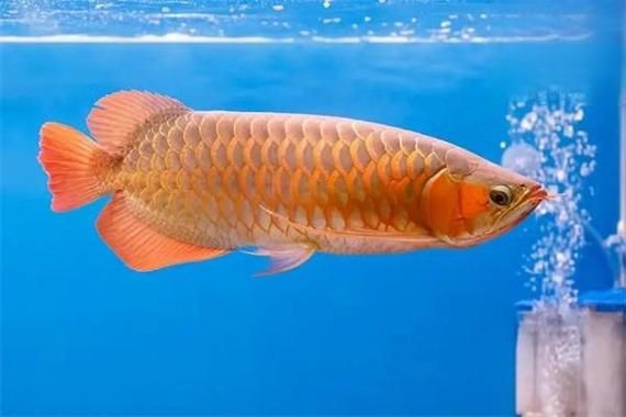 提供幾張龍魚(yú)爛鰭的圖片，龍魚(yú)爛鰭是什么原因 提供幾張龍魚(yú)爛鰭的圖片，龍魚(yú)爛鰭是什么原因 龍魚(yú)百科 第11張