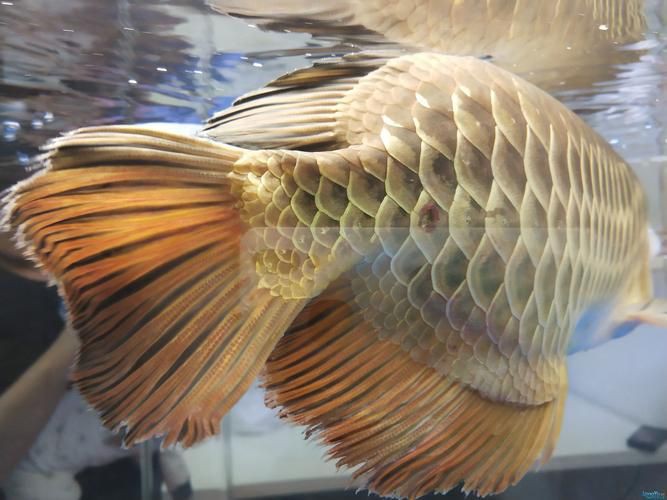 提供幾張龍魚(yú)爛鰭的圖片，龍魚(yú)爛鰭是什么原因 提供幾張龍魚(yú)爛鰭的圖片，龍魚(yú)爛鰭是什么原因 龍魚(yú)百科 第14張