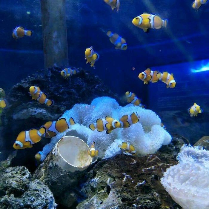 海洋公園里有什么水族館，世界上最大的十個(gè)水族館,你去過幾個(gè),非凡科普 海洋公園里有什么水族館，世界上最大的十個(gè)水族館,你去過幾個(gè),非凡科普 龍魚論壇 第7張