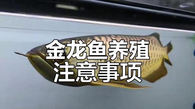 古典藍(lán)底金龍魚飼養(yǎng)注意事項(xiàng)，《古典藍(lán)底金龍魚飼養(yǎng)注意事項(xiàng)》