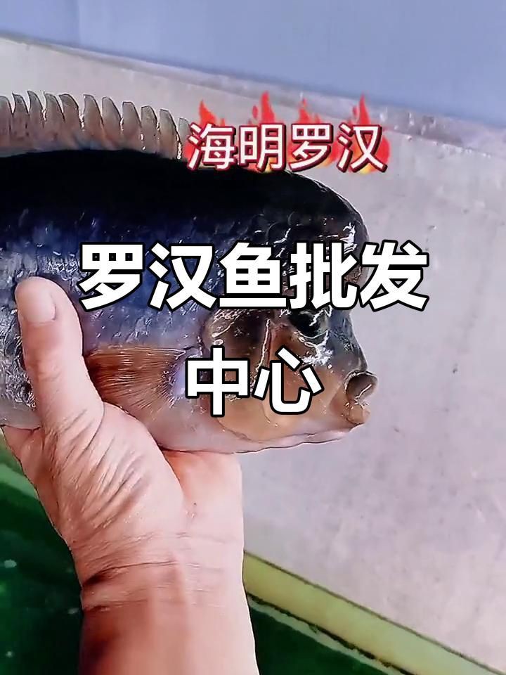 羅漢魚批發，泰國羅漢魚漁場直銷，精品泰古羅漢魚批發