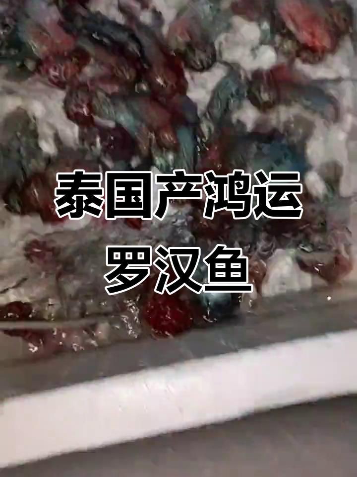 羅漢魚批發，泰國羅漢魚漁場直銷，精品泰古羅漢魚批發