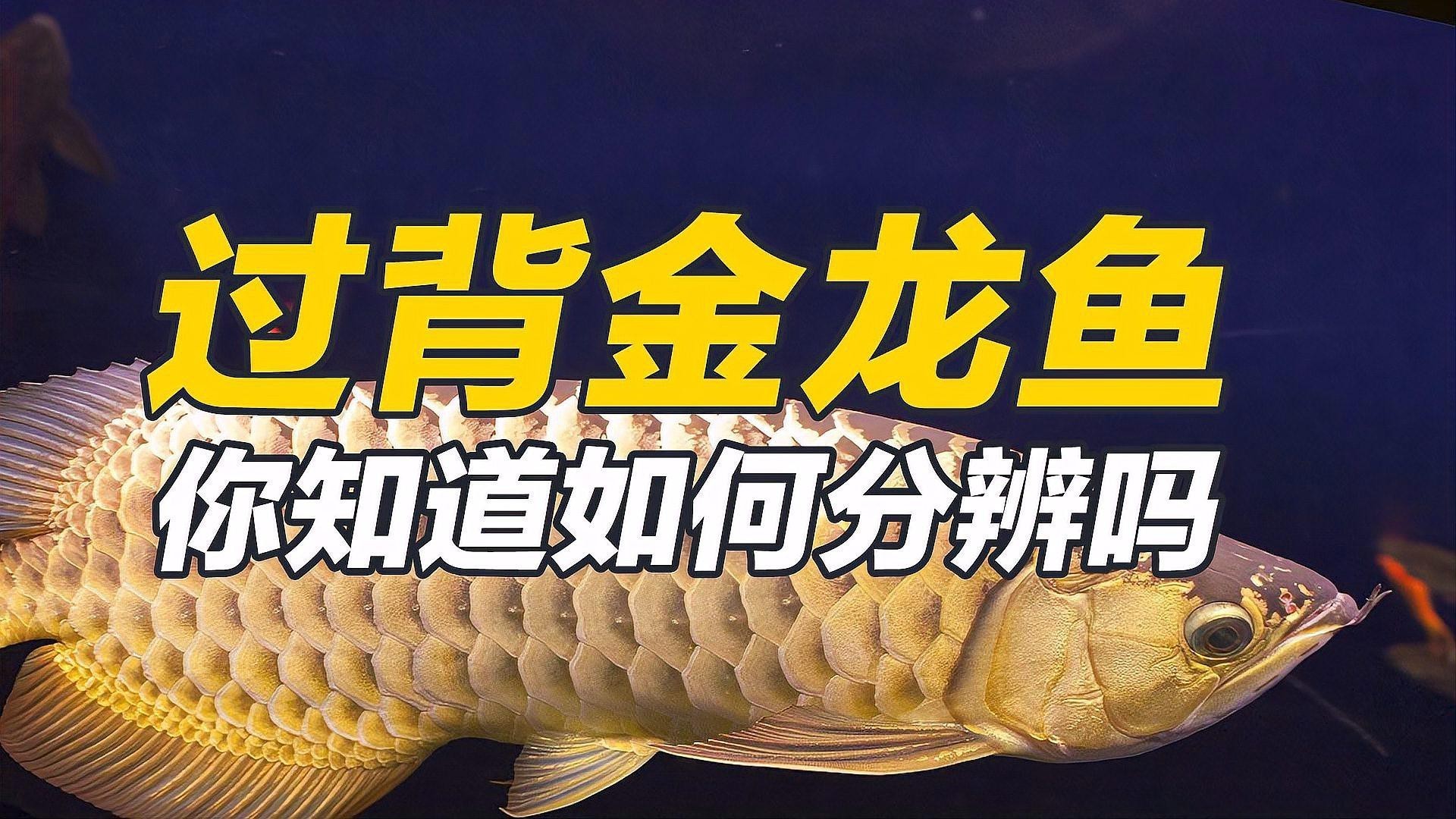 如何鑒別金頭過背金龍魚的真?zhèn)危浚绾螀^(qū)分金頭過背金龍魚的真?zhèn)蝭uki過背金龍魚的真?zhèn)? title=