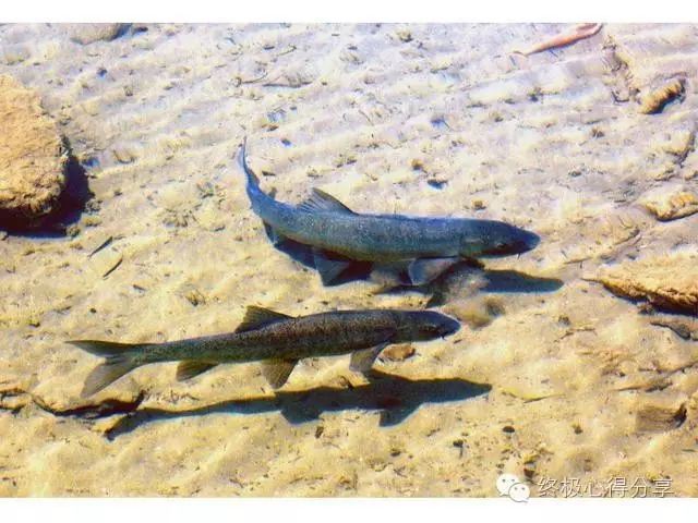 佛說不吃魚的人，《眾用佛說不吃魚的群》 佛說不吃魚的人，《眾用佛說不吃魚的群》 龍魚論壇 第4張