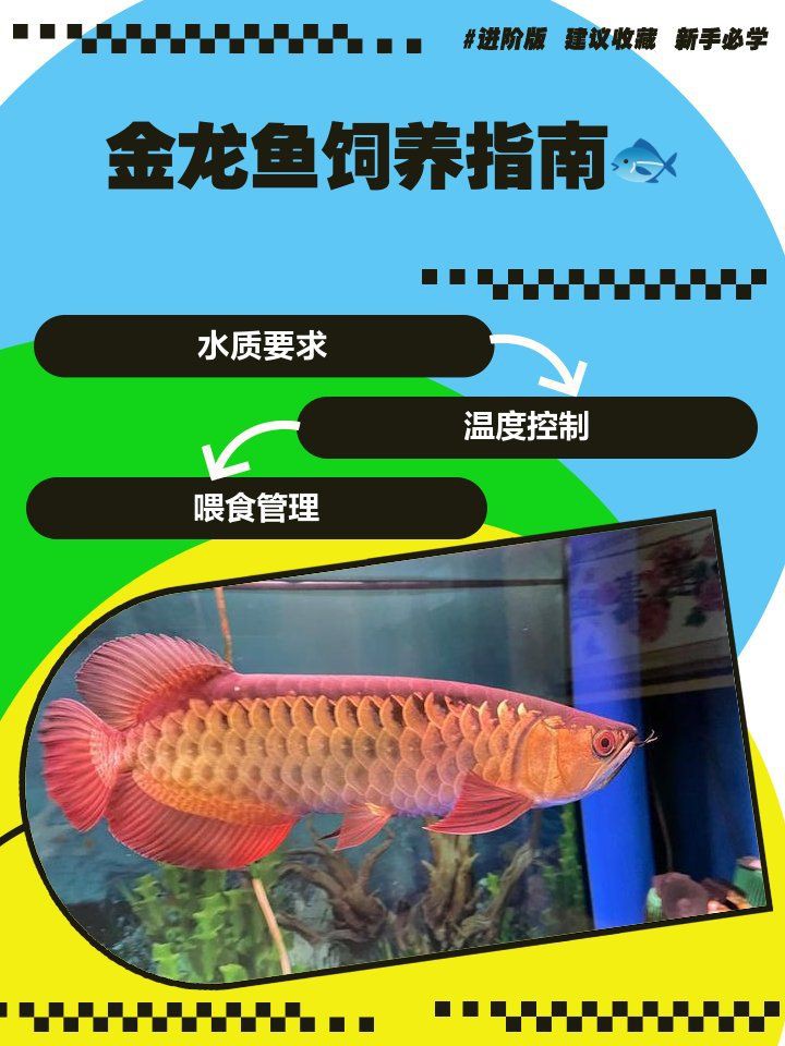紅金龍魚日常護理，紅金龍魚好養嗎養殖秘籍大揭秘讓你養出健康又美麗的金龍魚 紅金龍魚日常護理，紅金龍魚好養嗎養殖秘籍大揭秘讓你養出健康又美麗的金龍魚 龍魚百科 第5張