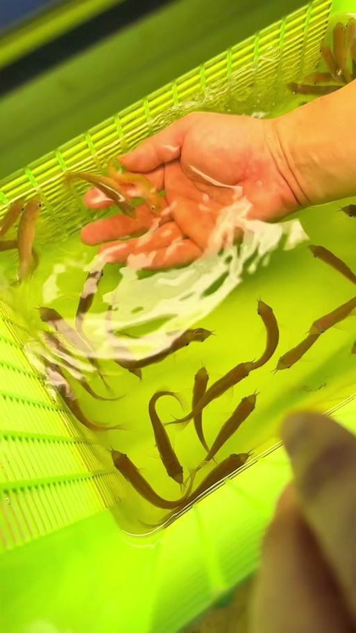 紅龍魚苗的挑選圖解，紅龍魚苗如何挑選優質紅龍魚苗全面特征解析書蟲小米紅龍魚苗