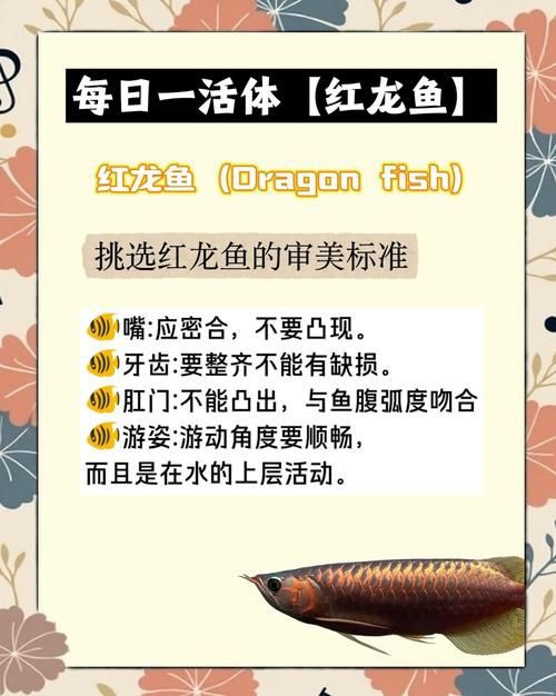 紅龍魚苗的挑選圖解，紅龍魚苗如何挑選優質紅龍魚苗全面特征解析書蟲小米紅龍魚苗