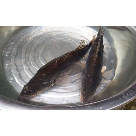 羅江龍魚店，羅江龍魚店地址在哪里